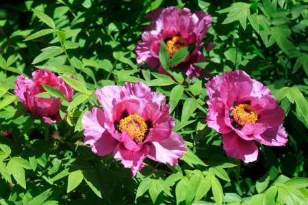 Photo for Beautiful pink peony in spring garden - Royalty Free Image