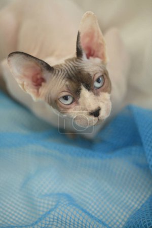 Photo for Portrait of cute sphinx cat - Royalty Free Image