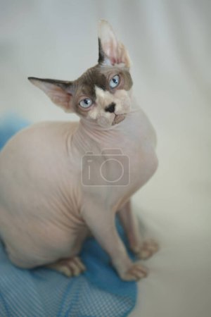Photo for Portrait of cute sphinx cat - Royalty Free Image