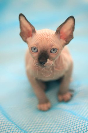Photo for Portrait of cute sphinx kitten - Royalty Free Image
