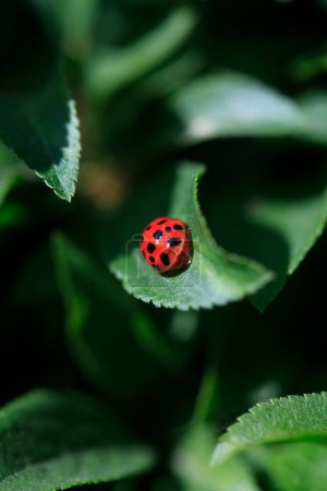 Photo for Red ladybug sitting on green leaf - Royalty Free Image