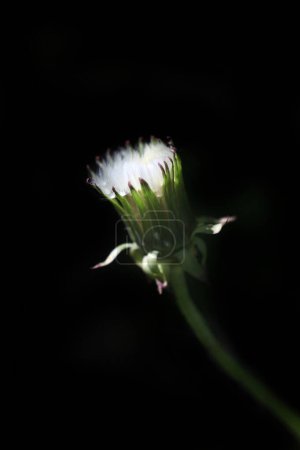 Photo for White dandelion on nature background - Royalty Free Image