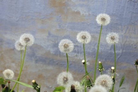Photo for White dandelion on nature background - Royalty Free Image