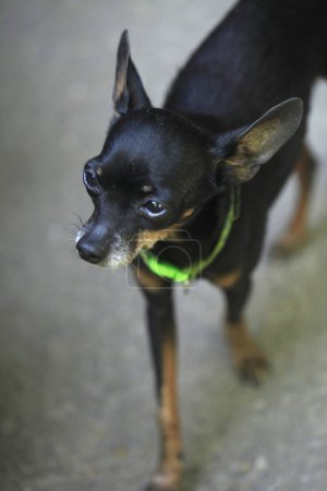 Portrait of cute tiny black dog