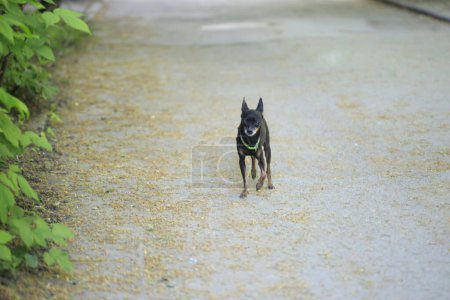 Porträt des niedlichen kleinen schwarzen Hundes