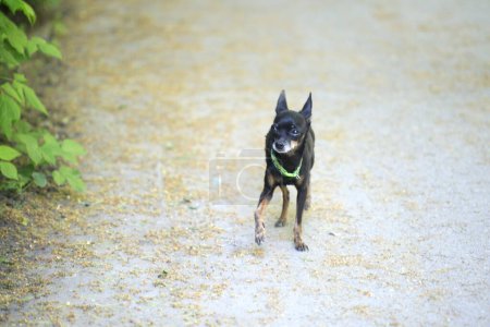Portrait of cute tiny black dog
