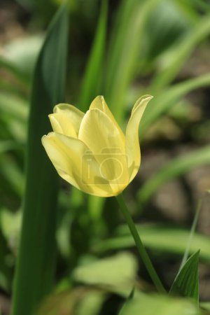 Photo for Yellow tulip on nature background - Royalty Free Image