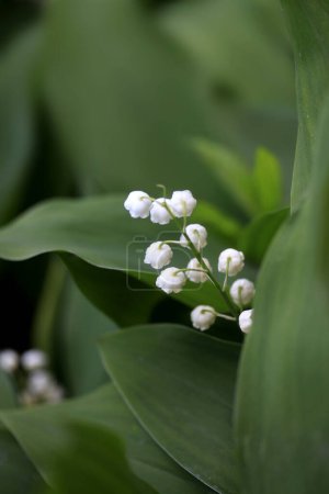 Photo for White lily-of-the valley on green background - Royalty Free Image