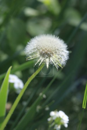 Photo for White dandelions on nature background - Royalty Free Image