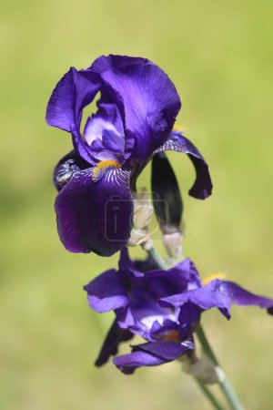 Colorul iris in spring garden
