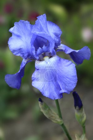 Photo for Colorul iris in spring garden - Royalty Free Image