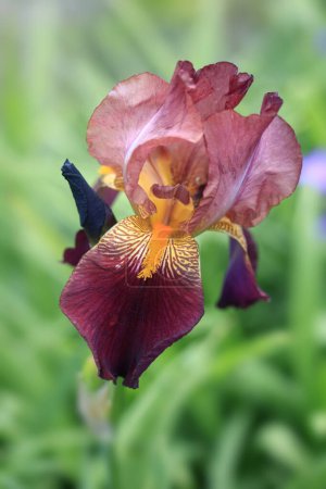 Colorul iris in spring garden