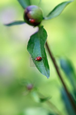 Photo for Red ladybug sitting on plant - Royalty Free Image