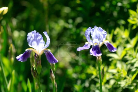 Photo for Colorful iris in spring garden - Royalty Free Image