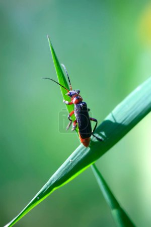 Cute bug sitting on grass