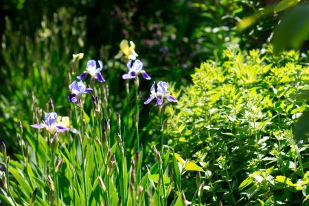 Photo for Colorful iris in spring garden - Royalty Free Image