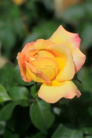 Photo for Colorful rose on nature background - Royalty Free Image