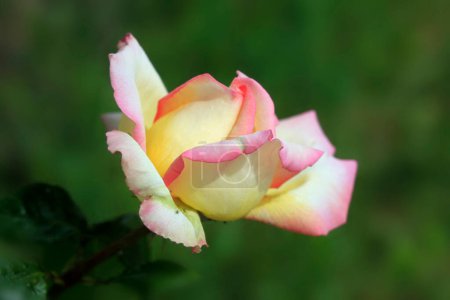 Photo for Colorful rose on nature background - Royalty Free Image