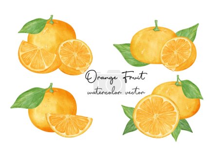 Illustration for Variety compositions fresh orange fruits watercolor hand painting collection, Semi realistic illustration vector isolated on white background. - Royalty Free Image