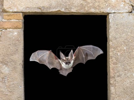 Murciélago volando por la ventana. El murciélago de orejas largas gris (Plecotus austriacus) es un murciélago europeo bastante grande. Tiene orejas distintivas, largas y con un pliegue distintivo. Caza por encima de los bosques, a menudo de día, y sobre todo para las polillas.