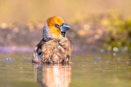 Photo for Hawfinch (Coccothraustes coccothraustes),male bird of this great colorful songbird, sitting in water, green blurred background, orange head with massive beak, scene from wild nature, wildlife in nature. Netherlands - Royalty Free Image