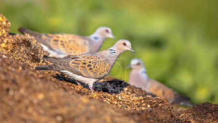 Photo for Two Turtle dove (Streptopelia turtur) perched on ground with blurred background. This is a member of the bird family Columbidae, the doves and pigeons. Wildlife Scene of Nature in Europe. - Royalty Free Image