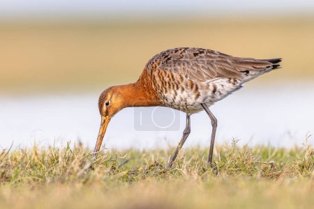 Feeding Black-tailed Godwit (Limosa limosa) Resting and Foraging in shallow Water of a Wetland during Migration. The Netherlands as an important Breeding habitat for the Black Tailed Godwit as well. Wildlife image of Nature in Europe with bright Back
