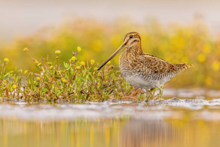 Photo for Common snipe (Gallinago gallinago) is a small, stocky wader bird native to the Old World. Breeding habitats are marshes, bogs, tundra and wet meadows throughout the Palearctic. Wildlife scene of nature in Europe. - Royalty Free Image