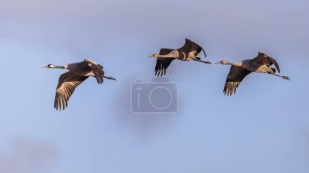 Foto de Aves grulla (Grus grus) ave adulta con dos juveniles volando sobre la migración. Pájaros en vuelo. Escena de vida silvestre de naturaleza europea. - Imagen libre de derechos