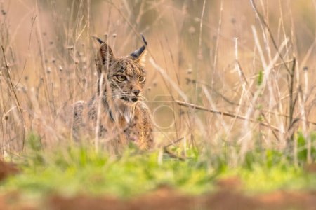 Téléchargez les photos : Lynx ibérique (Lynx pardinus) est une espèce de chat sauvage endémique de la péninsule ibérique dans le sud-ouest de l'Europe. Wild Animal in Ambush Camouflage à Andujar, Espagne. Scène animalière de la nature en Europe. - en image libre de droit