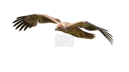 Foto de Spanish Imperial Eagle (Aquila adalberti) juvenile flying on white background. This Rare and Endangered bird species occurs only in Spain. Wildlife Scene of Nature in Europe. - Imagen libre de derechos