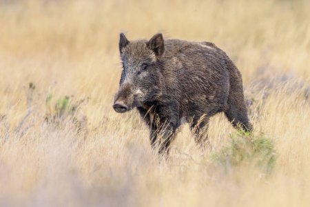 Photo for Wild boar (Sus scrofa). This animal is a suid native to much of Eurasia and North Africa, and has been introduced to the Americas and Oceania. - Royalty Free Image