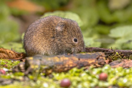 Field vole or short-tailed vole (Microtus agrestis) walking in natural habitat green forest environment.