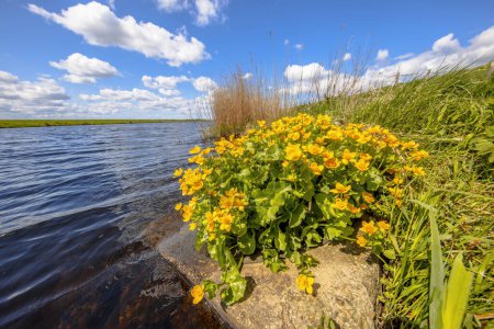 Foto de Flowering Marsh Marigold (Caltha palustris) on the banks of a river in Giethoorn, Overijssel, the Netherlands. - Imagen libre de derechos