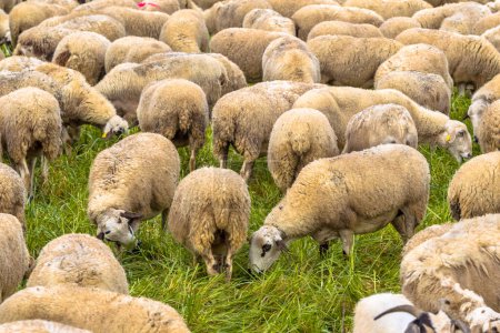 Troupeau de moutons broutant dans les prairies près de Huesca, Aragon, Espagne
