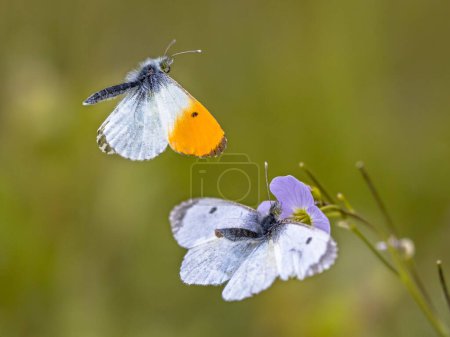Photo for Orange tip (Anthocharis cardamines) butterfly mating on host plant cuckooflower (Cardamine pratensis) for caterpillars - Royalty Free Image