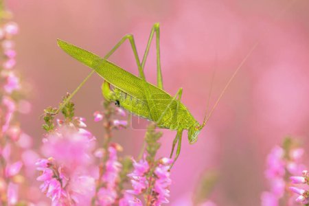 Photo for Sickle-bearing bush-cricket (Phaneroptera falcata) is a grasshopper species that arrived recently in the Netherlands. Wildlife scene of nature in Europe. - Royalty Free Image