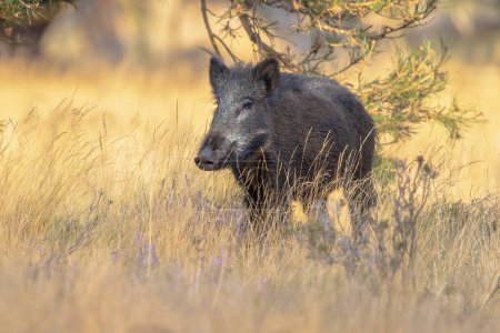 Photo for Wild boar (Sus scrofa). This animal is a suid native to much of Eurasia and North Africa, and has been introduced to the Americas and Oceania. - Royalty Free Image