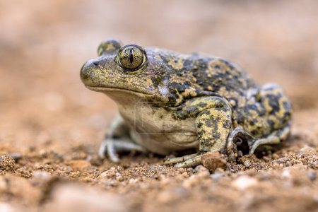 Foto de Eastern spadefoot or Syrian spadefoot (Pelobates syriacus), toad posing on stone in natural habitat. This amphibian occurs on the island of Lesbos, Greece. Wildlife scene of nature in Europe. - Imagen libre de derechos