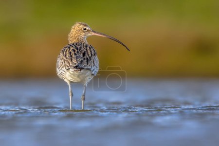 Photo for Eurasian curlew or common curlew (Numenius arquata) stilt bird wading is shallow water of waddensea.Wader bird wildlife in nature scene. Netherlands - Royalty Free Image