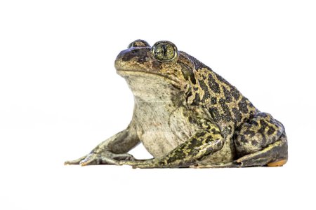 Photo for Eastern spadefoot or Syrian spadefoot (Pelobates syriacus), toad posing on white background. This amphibian occurs on the island of Lesbos, Greece. Wildlife scene of nature in Europe. - Royalty Free Image