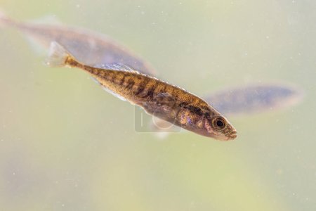 Téléchargez les photos : "Ninespine stickleback (Pungitius pungitius) freshwater fish in natural habitat of pond". nager dans l'eau de la rivière. Scène animalière de la nature en Europe - en image libre de droit
