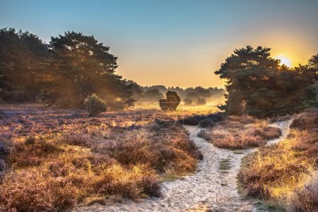 Salida del sol sobre el floreciente brezal en el Parque Nacional Dwingelderveld, Drenthe, Países Bajos. Paisaje de la naturaleza en Europa.