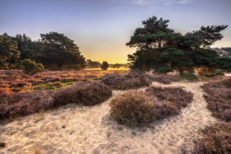 Sonnenaufgang über der blühenden Heide im Nationalpark Dwingelderveld, Drenthe, Niederlande. Naturlandschaft in Europa.