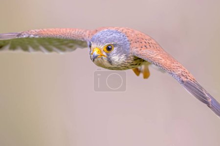 Photo for Common Kestrel (Falco tinnunculus) Male Bird Flying against Bright Background. Small Raptor in Extremadura, Spain. Wildlife Scene of Nature in Europe. - Royalty Free Image