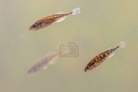 Téléchargez les photos : "Ninespine stickleback (Pungitius pungitius) freshwater fish in natural habitat of pond". nager dans l'eau de la rivière. Scène animalière de la nature en Europe - en image libre de droit