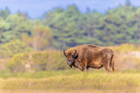 Wisent or European bison (Bison bonasus) one animal in National Park Zuid Kennemerland in the Netherlands. Wildlife scenen of Nature in Europe.