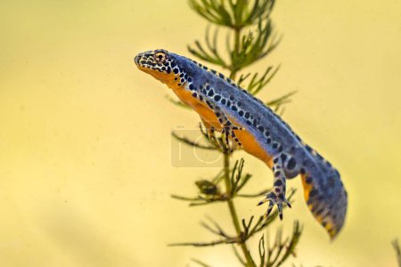 Téléchargez les photos : Triton alpin (Ichthyosaura alpestris) amphibien aquatique mâle coloré nageant dans l'habitat d'eau douce de l'étang. Scène animalière sous-marine d'animaux dans la nature européenne. Pays Bas. - en image libre de droit