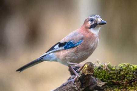 Curious Eurasian Jay (Garrulus glandarius) bird on a lichen and mossy stump in the forest with bright bacground, wildlife in nature. Netherlands