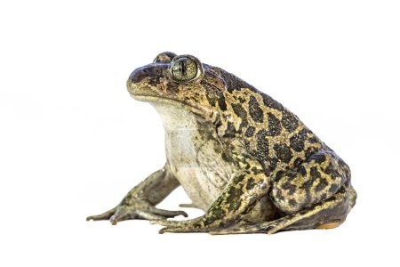 Foto de Eastern spadefoot or Syrian spadefoot (Pelobates syriacus), toad posing on white background. This amphibian occurs on the island of Lesbos, Greece. Wildlife scene of nature in Europe. - Imagen libre de derechos